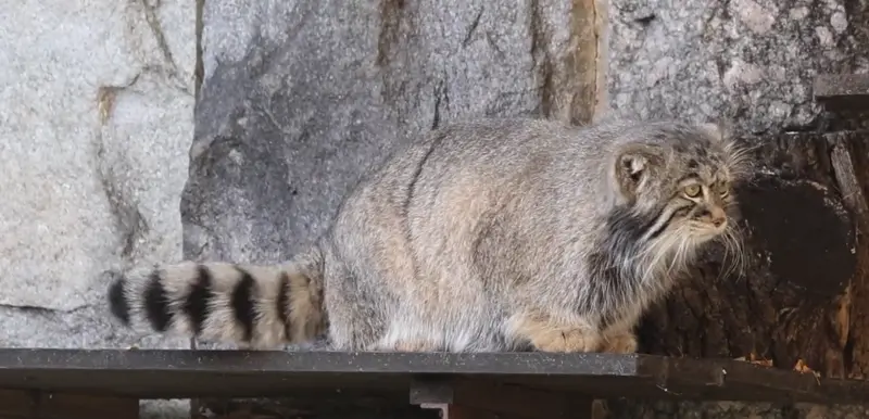 Фотография с манулом