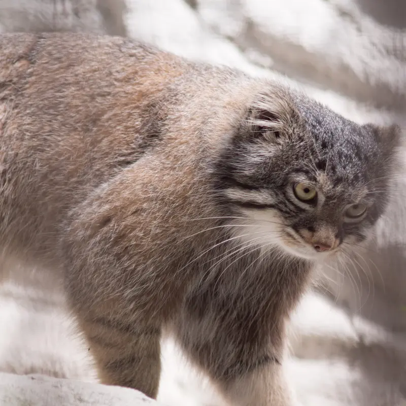 Фотография Фиги в Зоопарке Ногеяме
