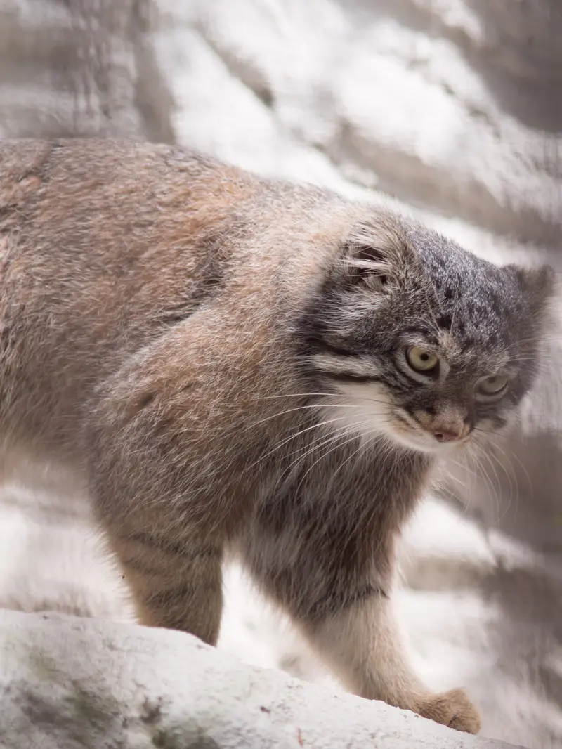 Фотография Фиги в Зоопарке Ногеяме