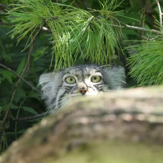 Фотография Эола в Таллинском Зоопарке