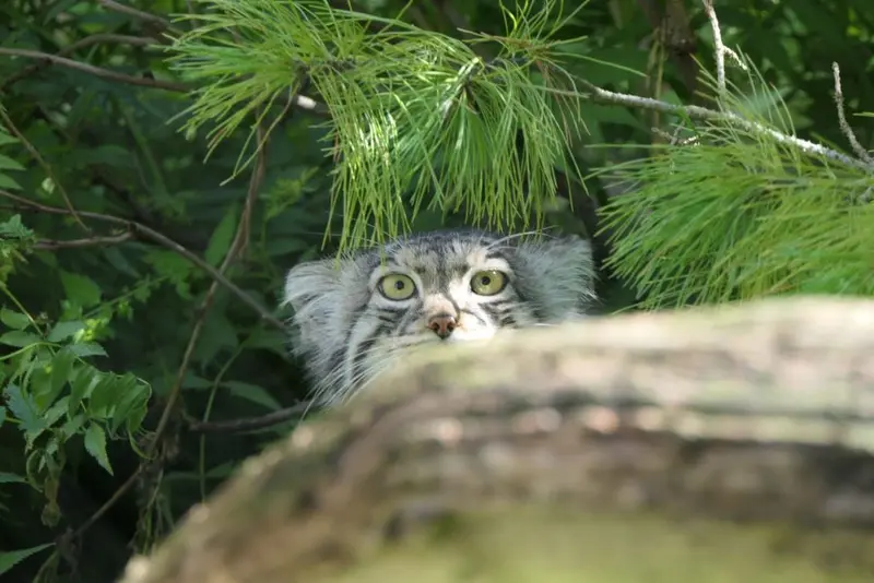 Фотография Эола в Таллинском Зоопарке