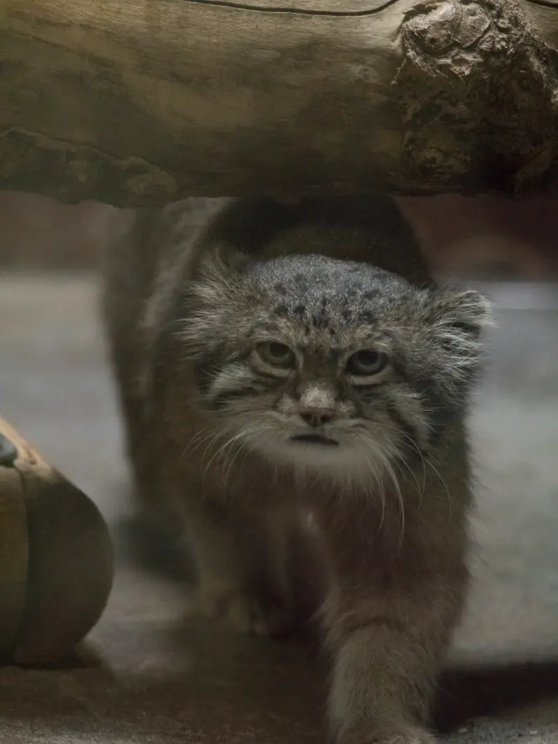 Фотография Клёна в Зоопарке Уено