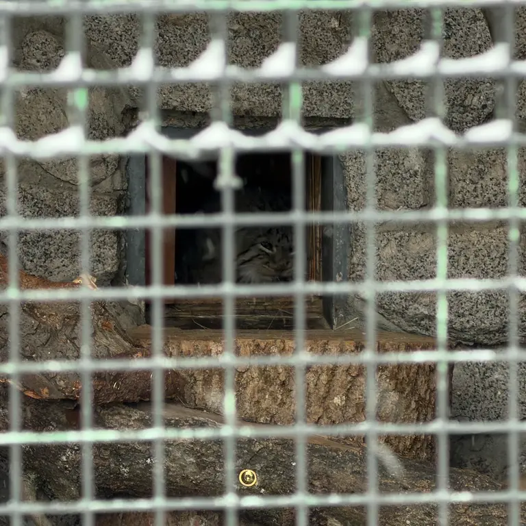 Фотография Свэна в Ленинградском Зоопарке