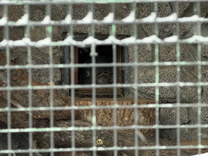 Фотография Свэна в Ленинградском Зоопарке