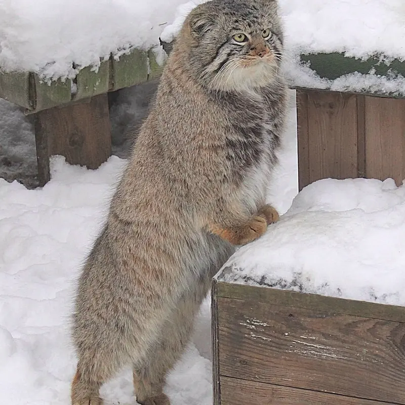 Фотография Евчика 2024 Г.р. Ⅱ в Новосибирском Зоопарке