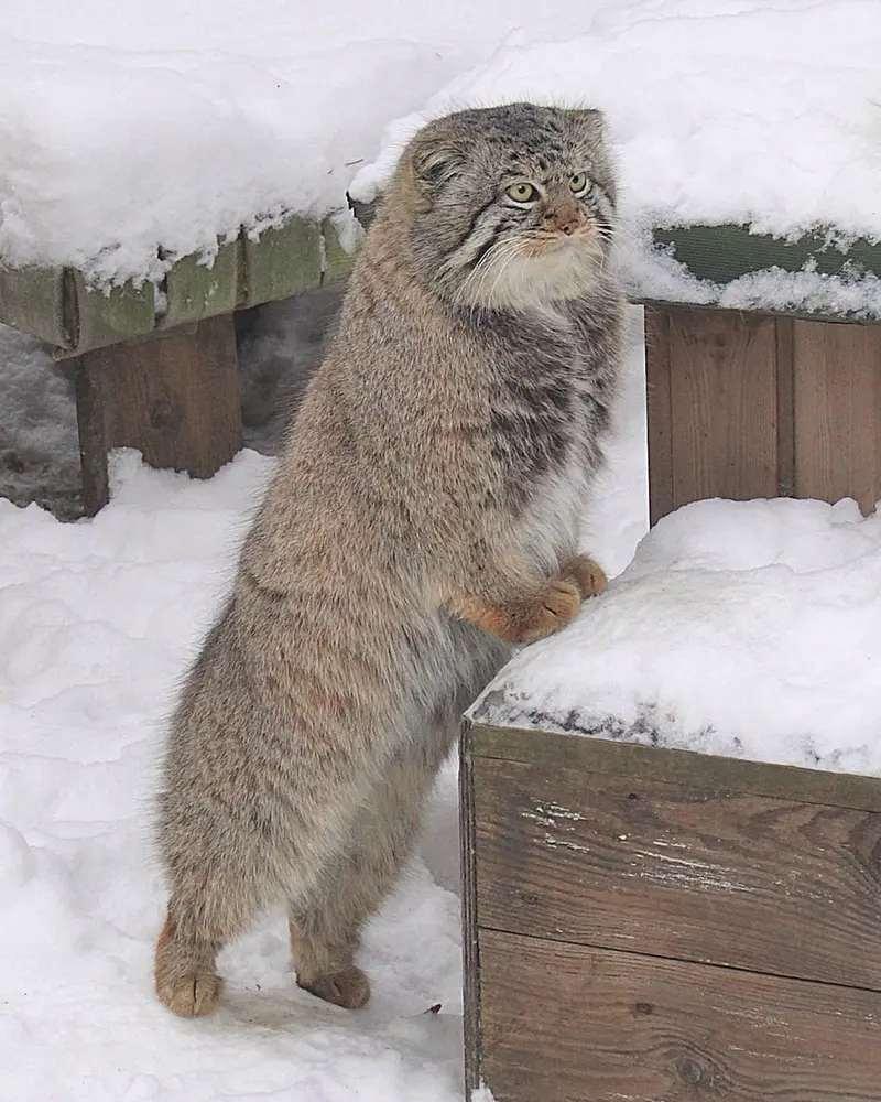 Фотография Евчика 2024 Г.р. Ⅱ в Новосибирском Зоопарке