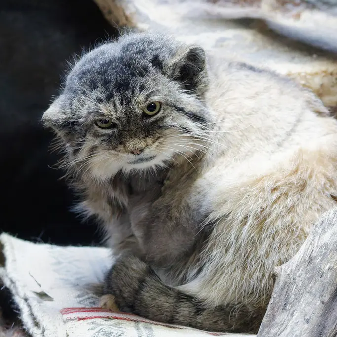 Фотография Примулы в Зоопарке Уено