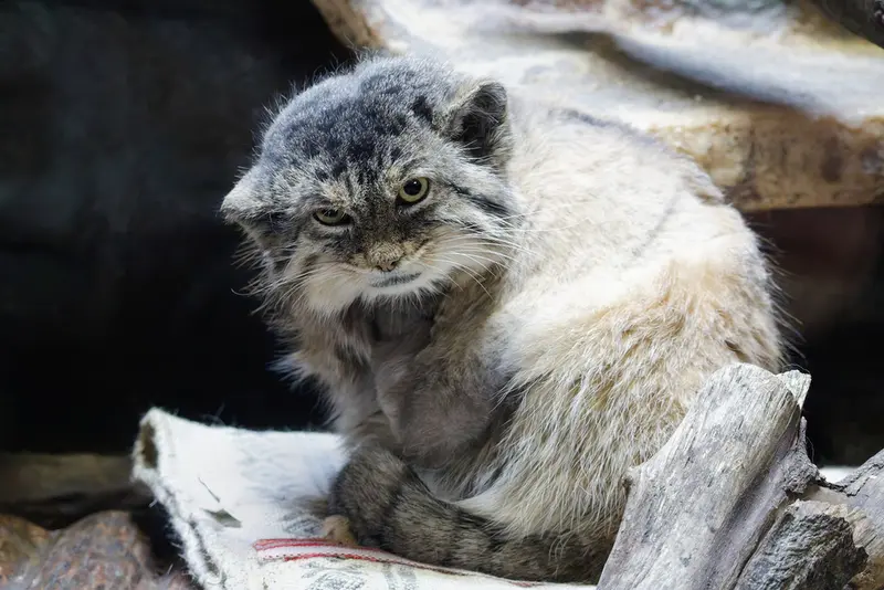 Фотография Примулы в Зоопарке Уено