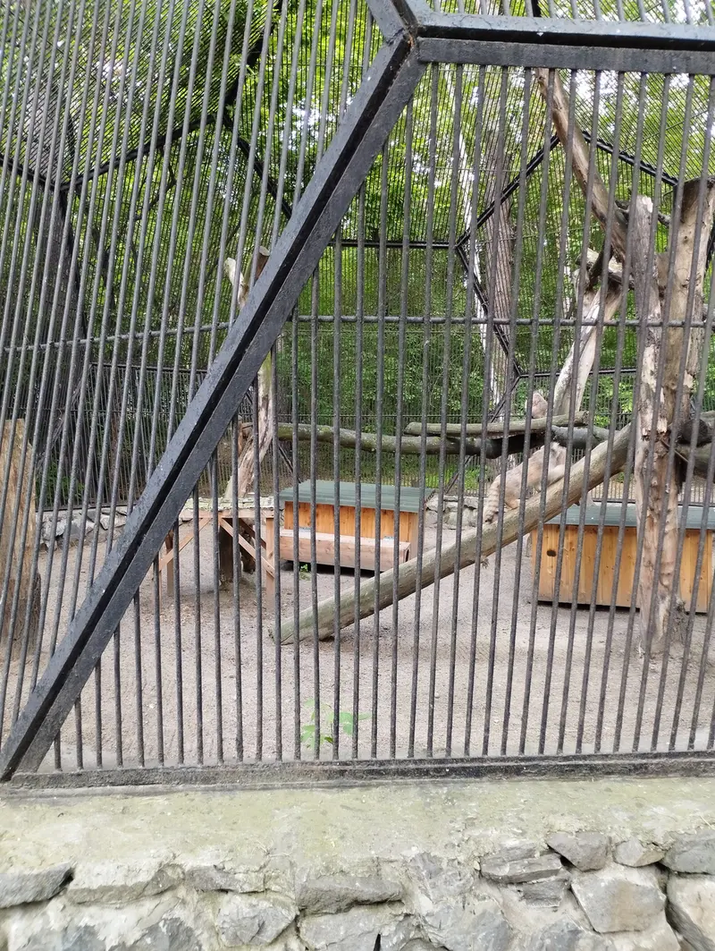 Фотография с манулом в Новосибирском Зоопарке