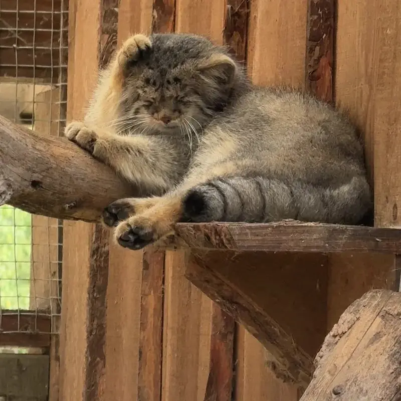 Фотография с манулом в Таллинском Зоопарке