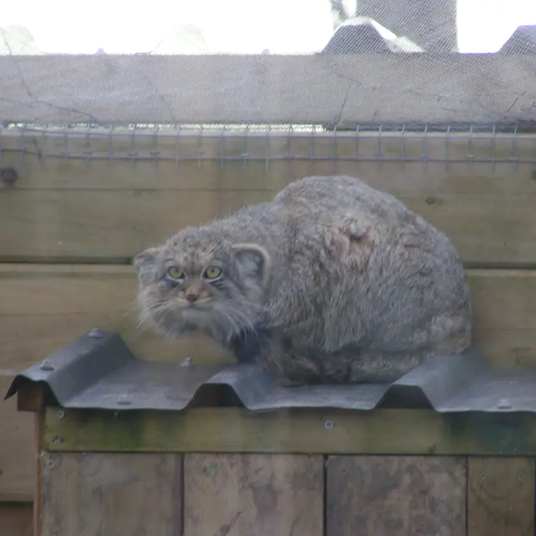 Фотография Алтая в Лэйклэнде Вайлдлайф Оазисе