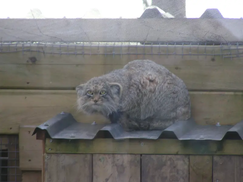 Фотография Алтая в Лэйклэнде Вайлдлайф Оазисе