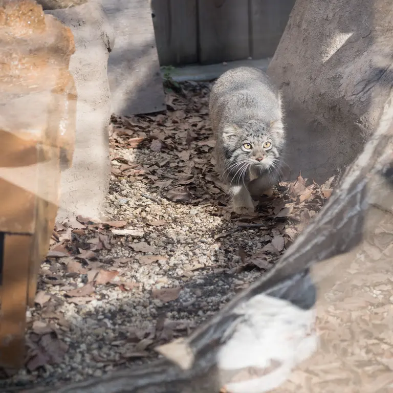 Фотография Ото в Детском зоопарке Сайтама