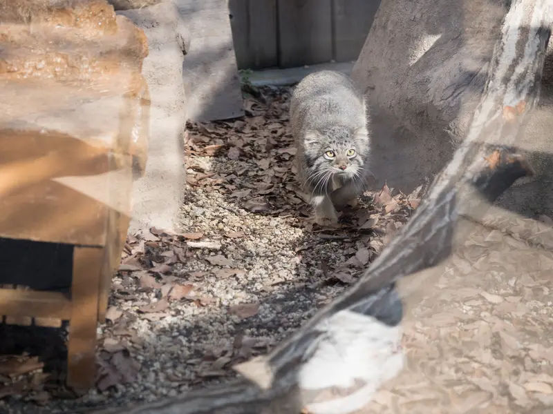 Фотография Ото в Детском зоопарке Сайтама