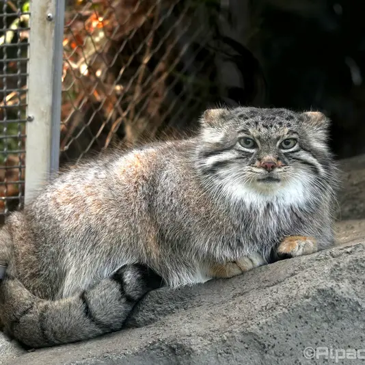 Фотография Аз в Царстве Животных Кобе