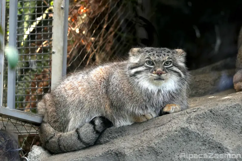 Фотография Аз в Царстве Животных Кобе