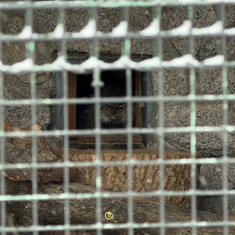 Фотография Свэна в Ленинградском Зоопарке