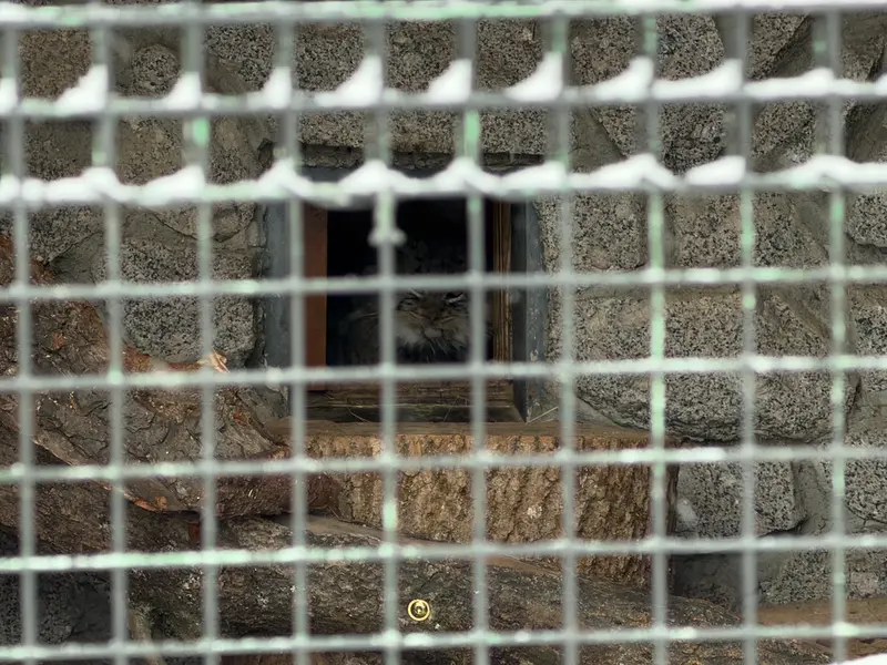 Фотография Свэна в Ленинградском Зоопарке