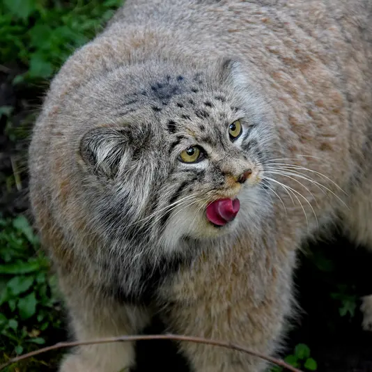 Фотография Бохуша в Будапештском Зоопарке