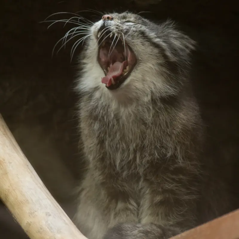 Фотография Клёна в Зоопарке Уено