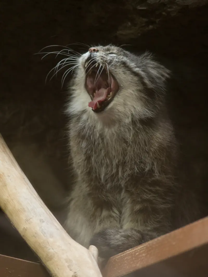 Фотография Клёна в Зоопарке Уено