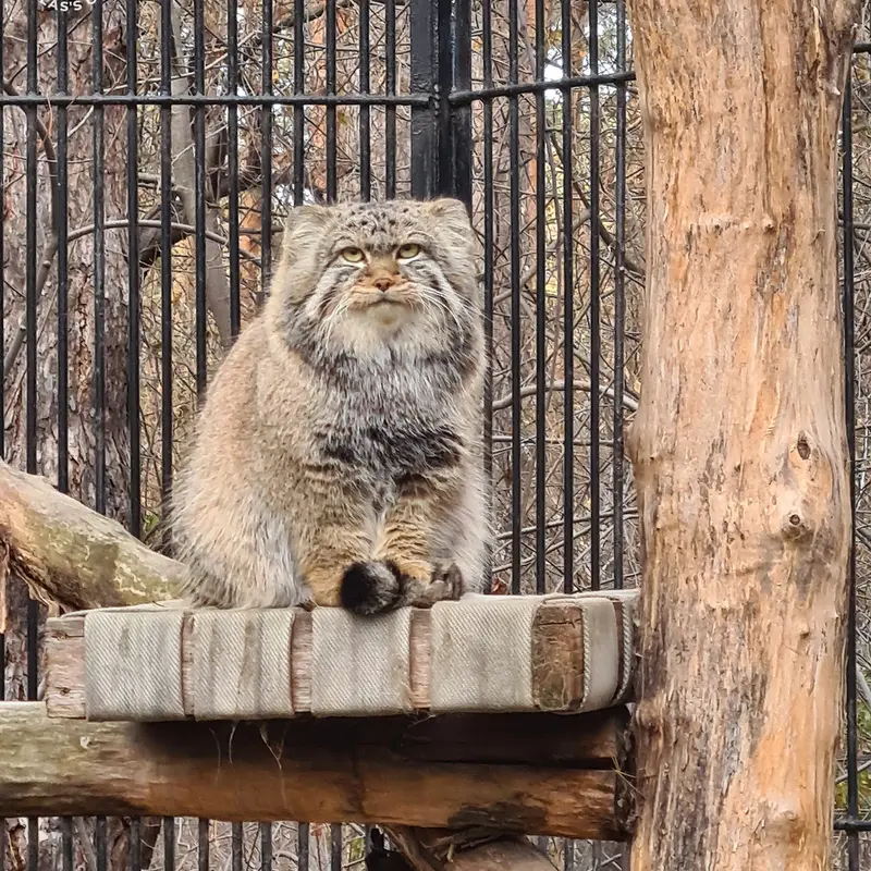 Фотография Евчонока 2023 Г.р. Ⅳ в Новосибирском Зоопарке