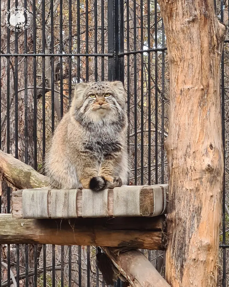 Фотография Евчонока 2023 Г.р. Ⅳ в Новосибирском Зоопарке