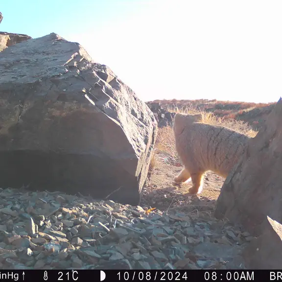 Фотография Сибирского Манула с фотоловушки Киикбай [новинка]