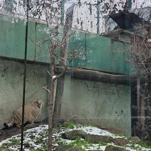 Фотография Бохуша и Люси в Будапештском Зоопарке