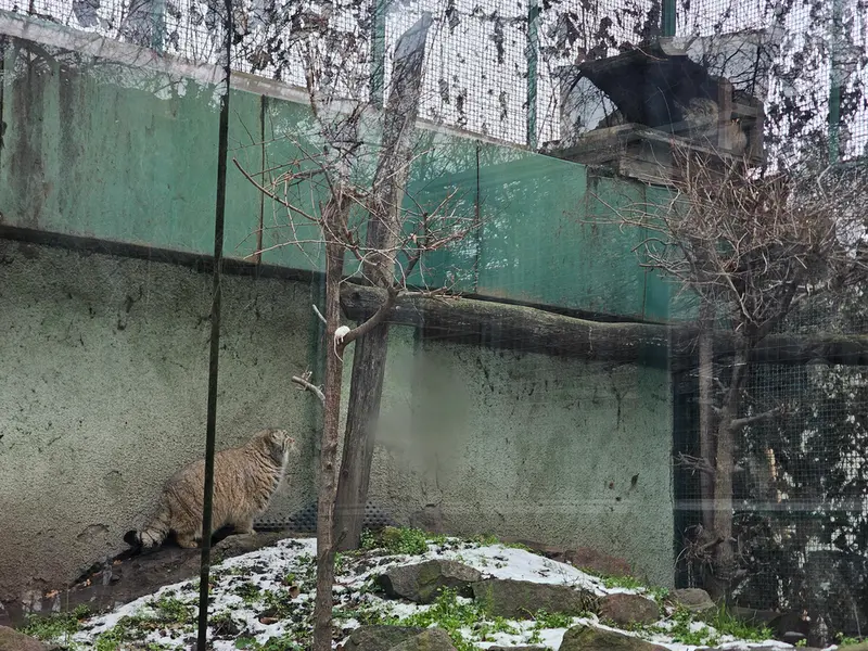 Фотография Бохуша и Люси в Будапештском Зоопарке