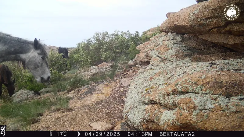 Фотография Домашняи Лошадя с фотоловушки Бектауата 2