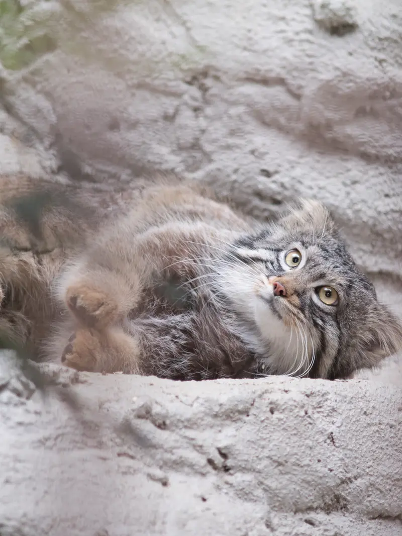 Фотография Фиги в Зоопарке Ногеяме