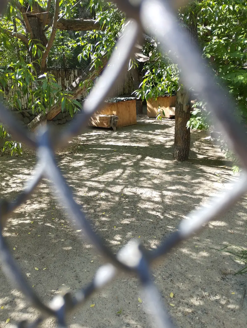 Фотография с манулом в Новосибирском Зоопарке