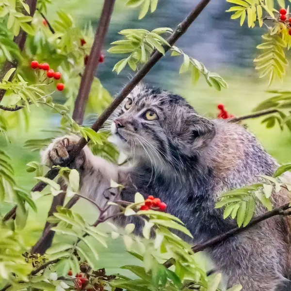 Фотография Катти-Матти в Зоопарке Коркеасаари