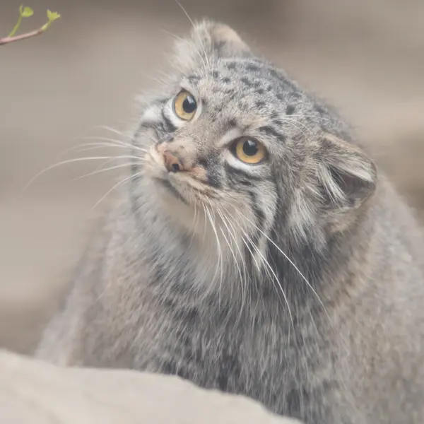 Фотография Мей в Царстве Животных Кобе