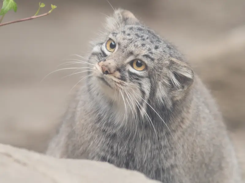 Фотография Мей в Царстве Животных Кобе