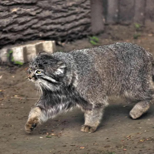 Фотография Дарлая в Московском Зоопарке