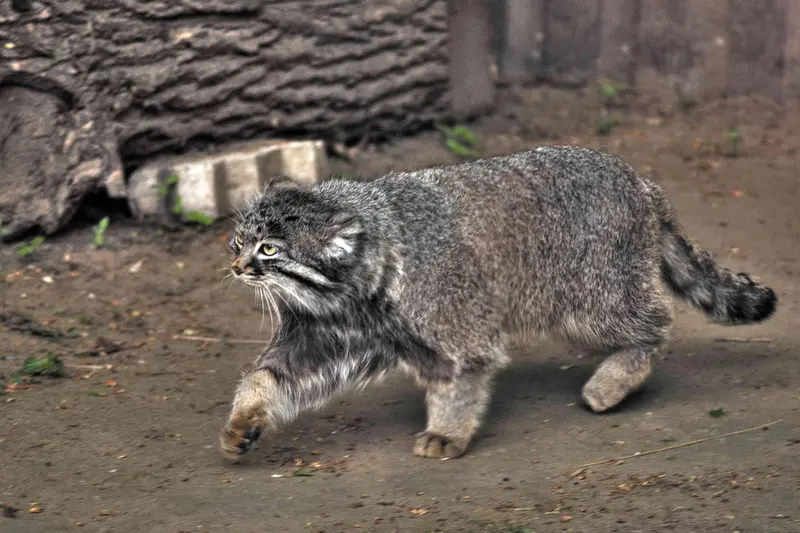 Фотография Дарлая в Московском Зоопарке