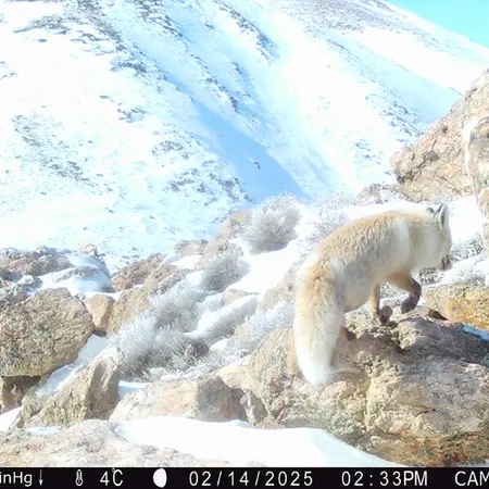 Фотография Рыжаи Лисица с фотоловушки Жунды 2