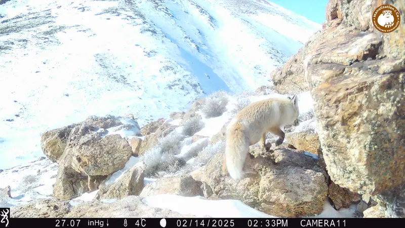 Фотография Рыжаи Лисица с фотоловушки Жунды 2 [новинка]