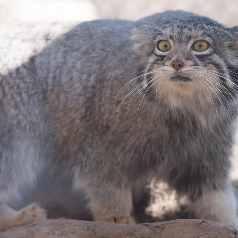 Фотография Ото в Детском зоопарке Сайтама