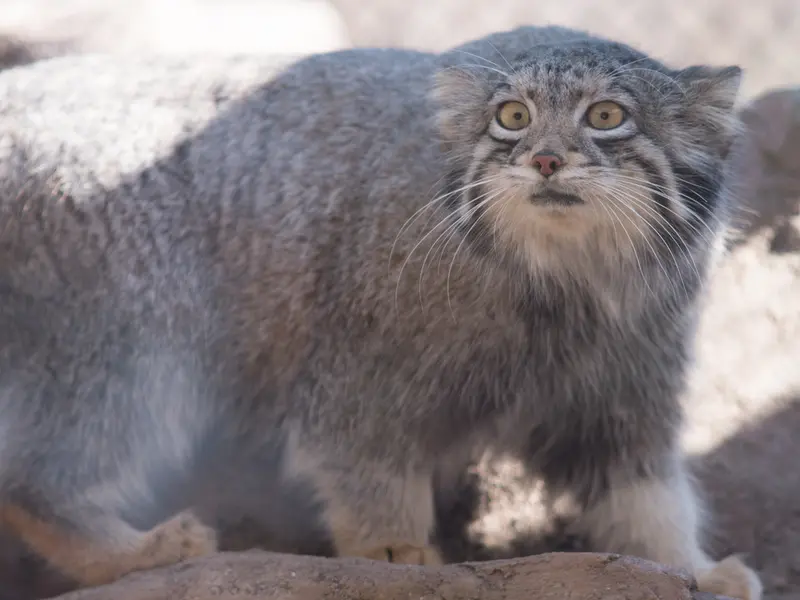 Фотография Ото в Детском зоопарке Сайтама