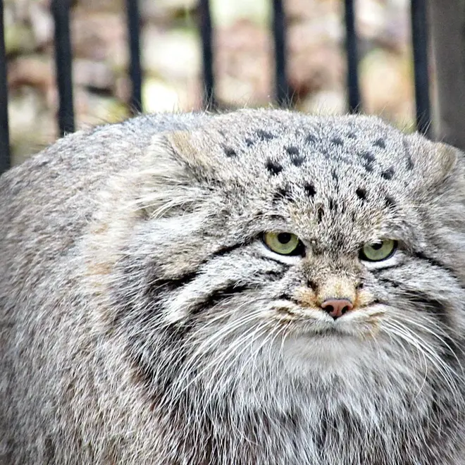 Фотография Клёна в Новосибирском Зоопарке
