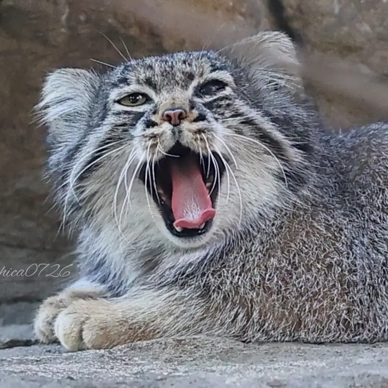 Фотография Абрикос в Царстве Животных Насу