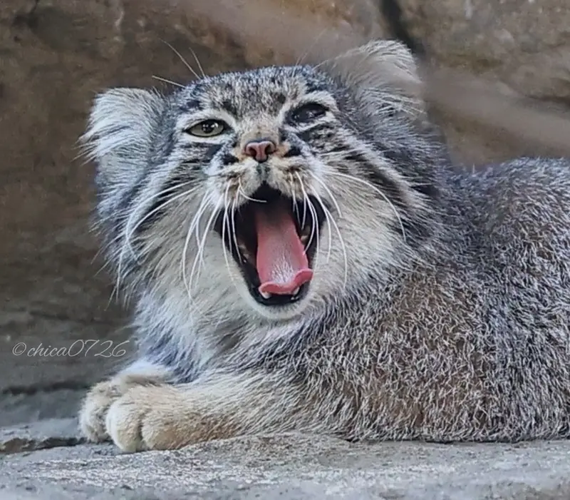 Фотография Абрикос в Царстве Животных Насу