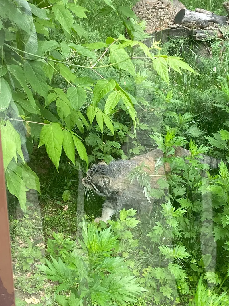Фотография с манулом
