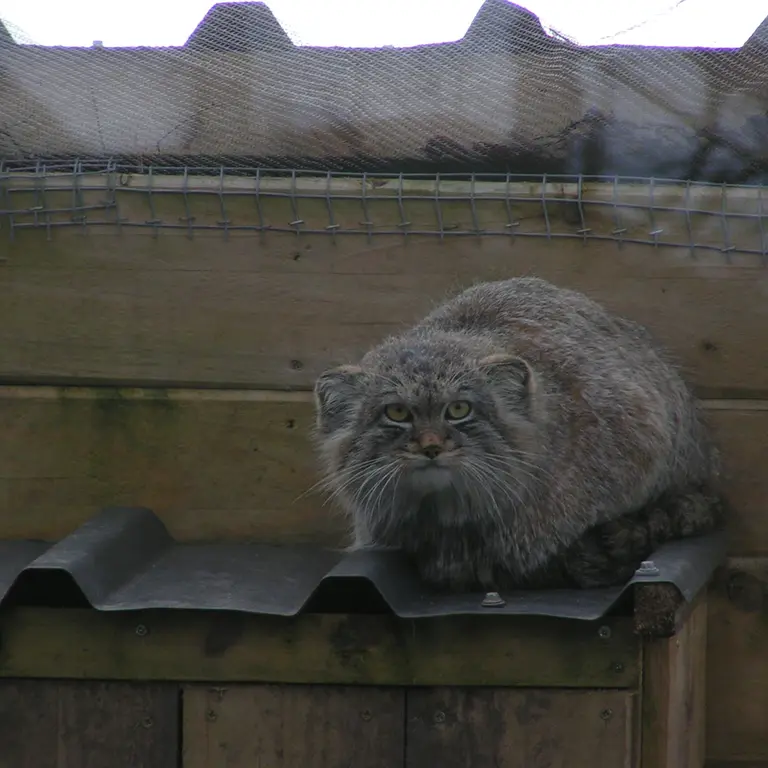 Фотография Алтая в Лэйклэнде Вайлдлайф Оазисе