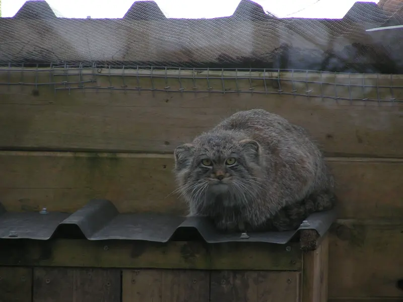 Фотография Алтая в Лэйклэнде Вайлдлайф Оазисе