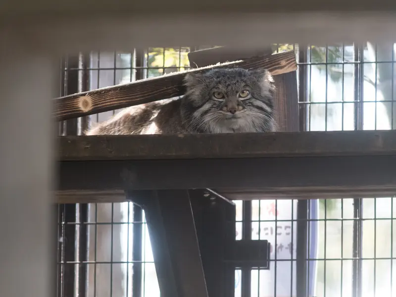 Фотография Фиги в Зоопарке Ногеяме