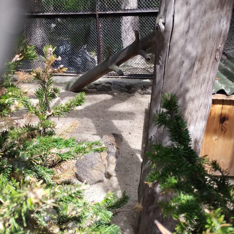 Фотография Зеленогорска в Новосибирском Зоопарке